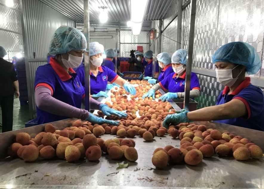 AEON Group to export 30 tonnes of Hai Duong lychee to Japan